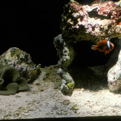Salt Water Fish