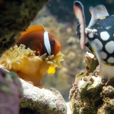 Salt Water Fish
