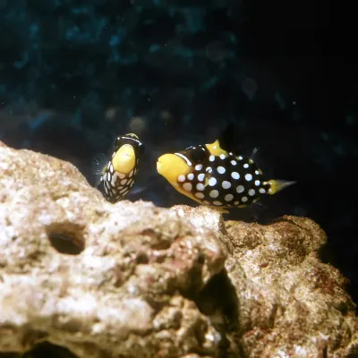 Salt Water Fish