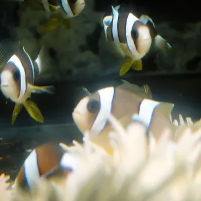 Salt Water Fish