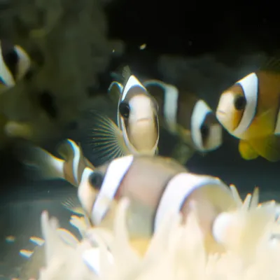 Salt Water Fish