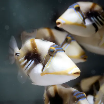 Salt Water Fish