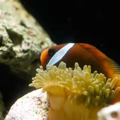 Salt Water Fish