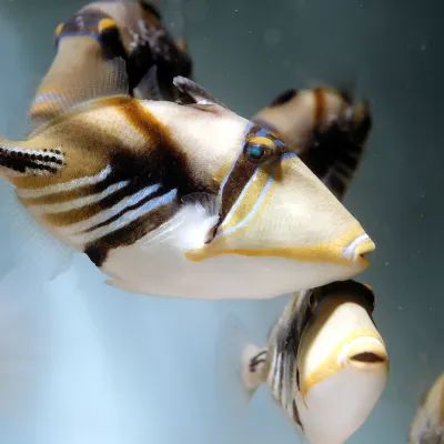 Salt Water Fish