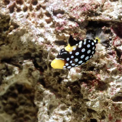 Salt Water Fish