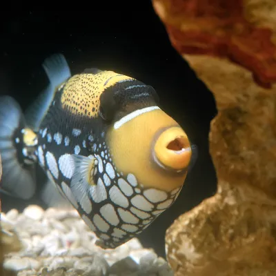 Salt Water Fish