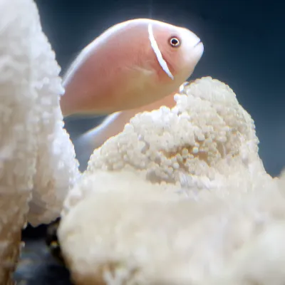 Salt Water Fish