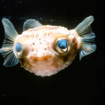 Salt Water Fish