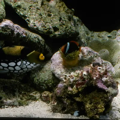 Salt Water Fish