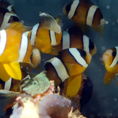 Salt Water Fish