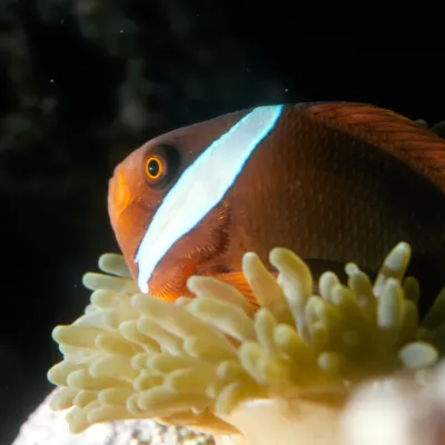 Salt Water Fish