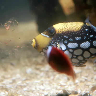 Salt Water Fish
