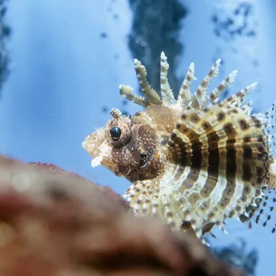 Salt Water Fish