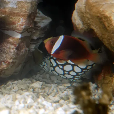 Salt Water Fish