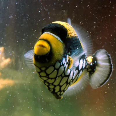 Salt Water Fish