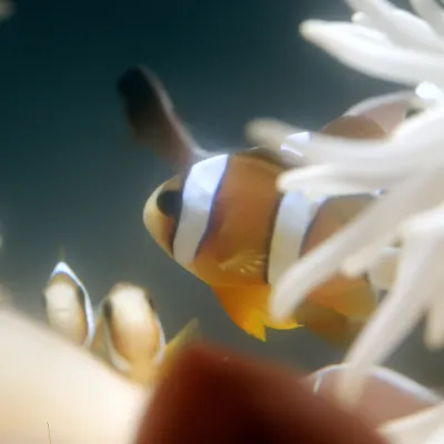 Salt Water Fish