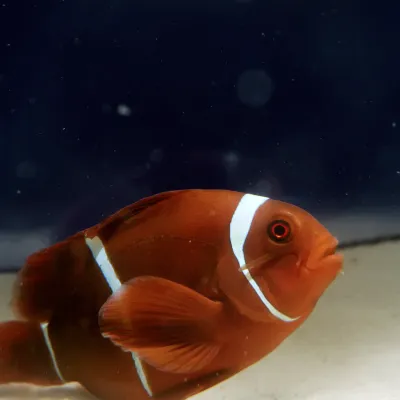 Salt Water Fish