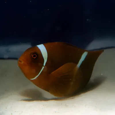 Salt Water Fish