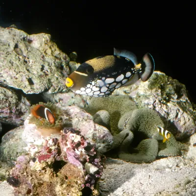 Salt Water Fish