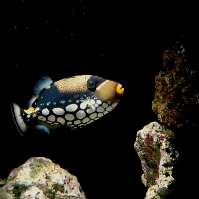 Salt Water Fish