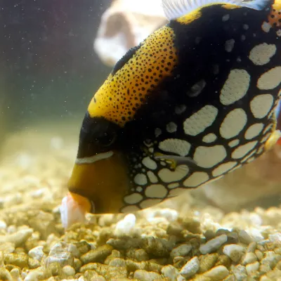 Salt Water Fish