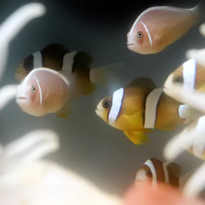 Salt Water Fish
