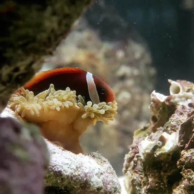 Salt Water Fish