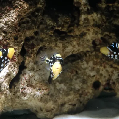 Salt Water Fish