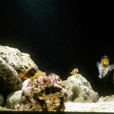 Salt Water Fish