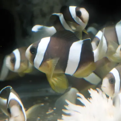 Salt Water Fish
