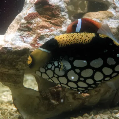 Salt Water Fish