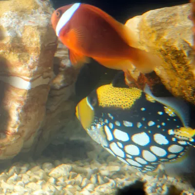 Salt Water Fish