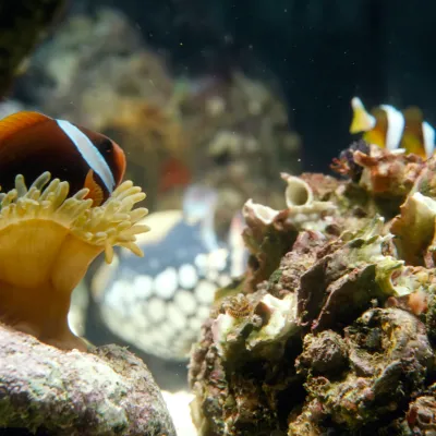 Salt Water Fish