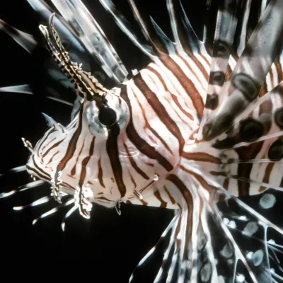 Salt Water Fish