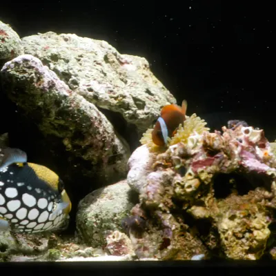 Salt Water Fish