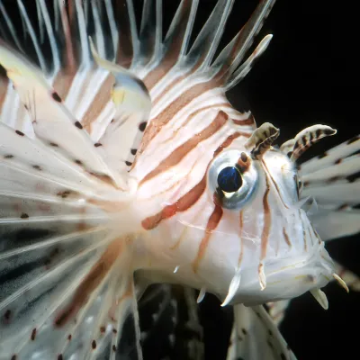 Salt Water Fish