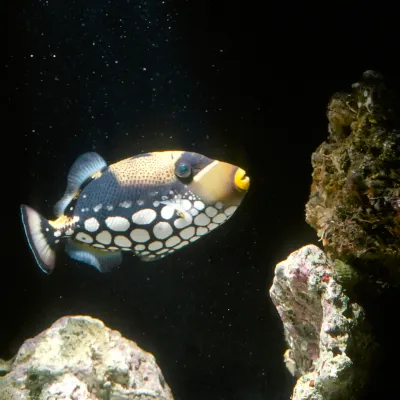 Salt Water Fish