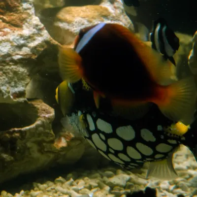 Salt Water Fish
