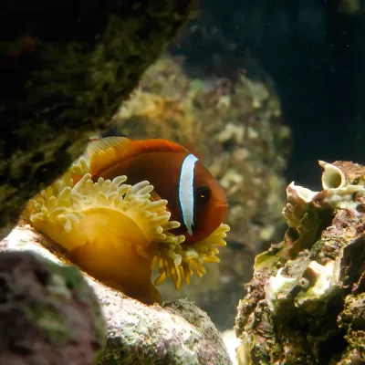 Salt Water Fish