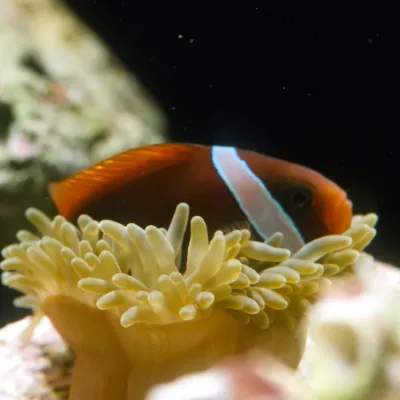 Salt Water Fish