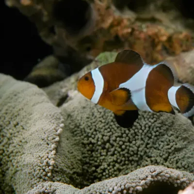 Salt Water Fish
