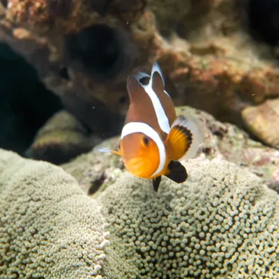 Salt Water Fish