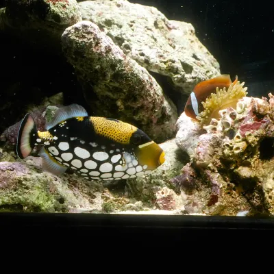 Salt Water Fish