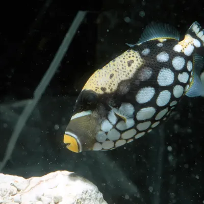 Salt Water Fish