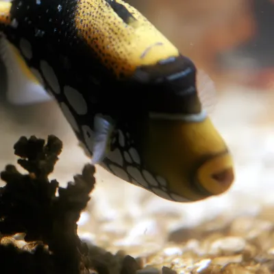 Salt Water Fish