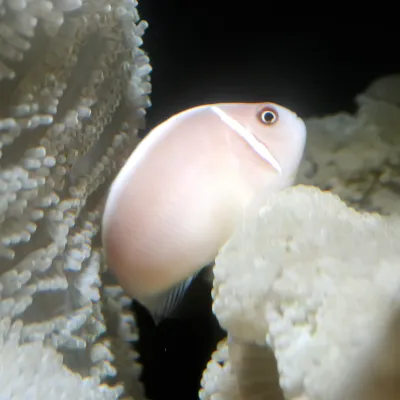 Salt Water Fish