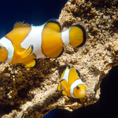 Salt Water Fish