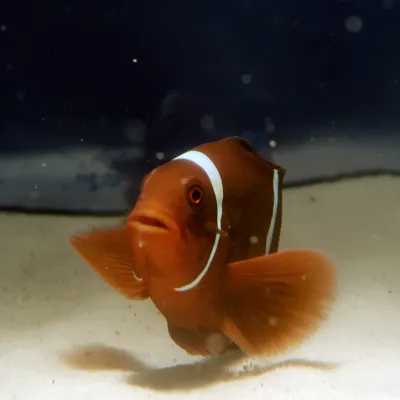 Salt Water Fish