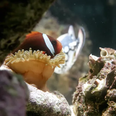 Salt Water Fish