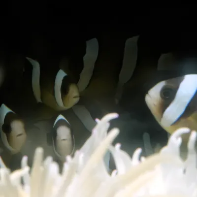 Salt Water Fish